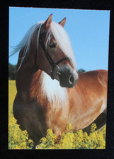 Postkarte haflinger pferd gebraucht kaufen  Limburg a. d. Lahn