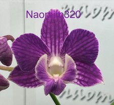 Dendrobium micro chip for sale  Bogalusa