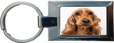 English cocker spaniel usato  Spedire a Italy