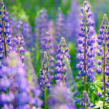 Lupins bleu pauvre d'occasion  France