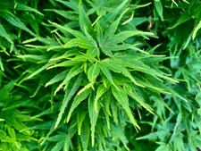 Acer palmatum mikawa for sale  Garden City