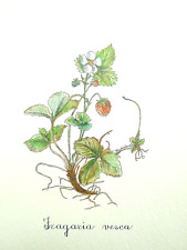 Idea arredo botanica usato  Cremona