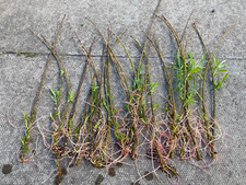 Skinny premium hardy for sale  INVERURIE