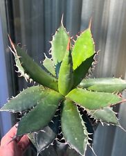 Agave horrida succulent for sale  Encinitas