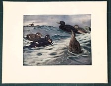 Stampa antica uccelli usato  Lecco