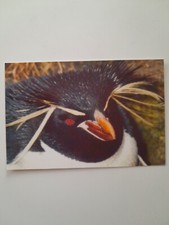 🇦🇶 - ANTARKTYDA - ROCKHOPPER PINGWIN- POCZTÓWKA POLARNA na sprzedaż  Wysyłka do Poland