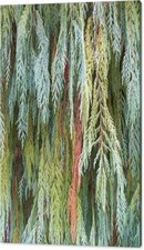 Juniper leaves shades for sale  High Point