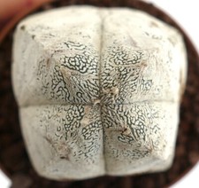 Astrophytum onzuka hakuun usato  Napoli