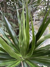 Hawaii grown dragon for sale  Honolulu