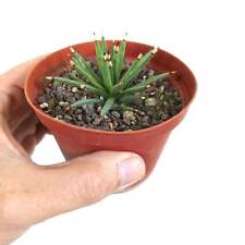 Agave albopilosa titanota usato  Napoli