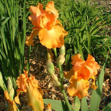 Iris pumila orange d'occasion  Pouzauges