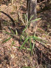 Giant cane river for sale  Samson