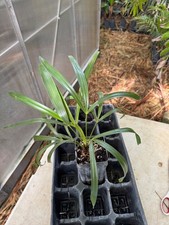 tree trunks for sale  Port Saint Lucie