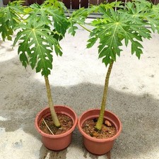 Giant papaya seedling gebraucht kaufen  Sontra