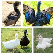 Duck eggs cherry for sale  CHESTERFIELD