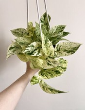 Snow queen pothos for sale  Middletown
