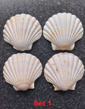 Large sea washed for sale  BROMLEY