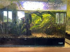 Dennerle nano aquarien gebraucht kaufen  Suderburg
