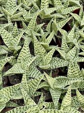 Aloe delta lights for sale  San Jose