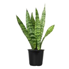 Live snake plant for sale  USA