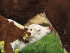 Foto 6x4 milch gebraucht kaufen  Versand nach Germany
