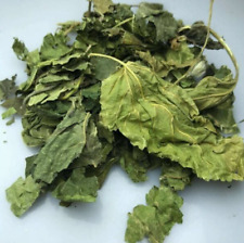 Foglie gelso bianco usato  Rocca d'Evandro