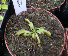 Dionaea muscipula maratchi gebraucht kaufen  Büren