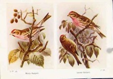 Original old vintage for sale Original old vintage for sale  UK