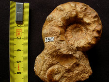 Ammonite callovien euaspidocer d'occasion  La Chapelle-Saint-Luc