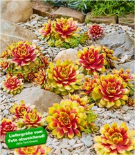 Sempervivum gold nugget gebraucht kaufen  Bensheim