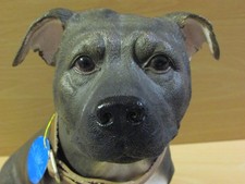Beautiful large leonardo for sale  TURRIFF