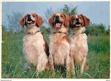 Animals dogs breton d'occasion  Expédié en Belgium