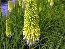 Kniphofia citrina yellow for sale  MARCH