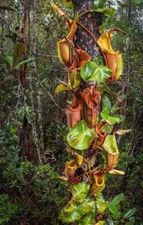 Nepenthes veitchii pianta usato  Italia