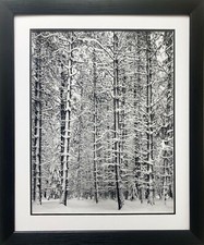 Ansel adams pine for sale  Deer Park