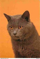 Animaux chats british d'occasion  Fruges
