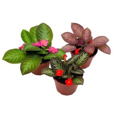 Flame violet episcia for sale  Apopka