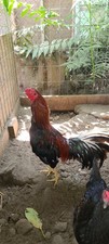 Asil purebred fertile for sale  Compton