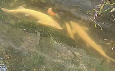 Albino sturgeons goldfish for sale  ST. AUSTELL