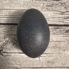 Blown emu egg for sale  Conway