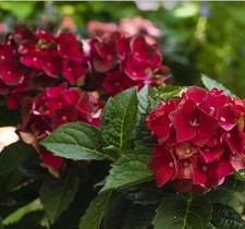 Heart throb hydrangea for sale  Mobile
