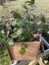 Box fresh bramble for sale  GLOUCESTER