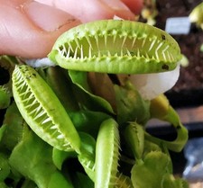 Dionaea muscipula ramesse gebraucht kaufen  Büren