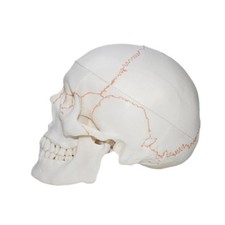 Modello cranio numerato usato  Spedire a Italy