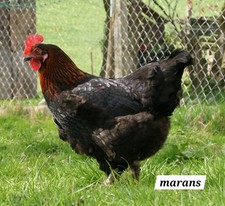 Uova fertili marans usato  Treviso