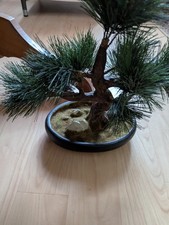 Unechte bonsai topf gebraucht kaufen  Stepenitztal