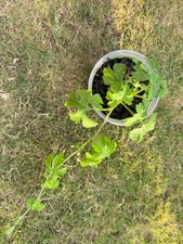 Organic cerasee plant for sale  Loganville