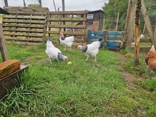 Fresh light sussex for sale Fresh light sussex for sale  DORCHESTER