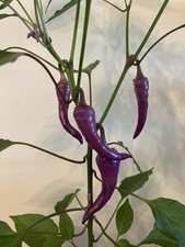 Three amazing purple for sale  CHESTERFIELD