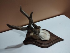 Beau trophee chevreuil d'occasion  France